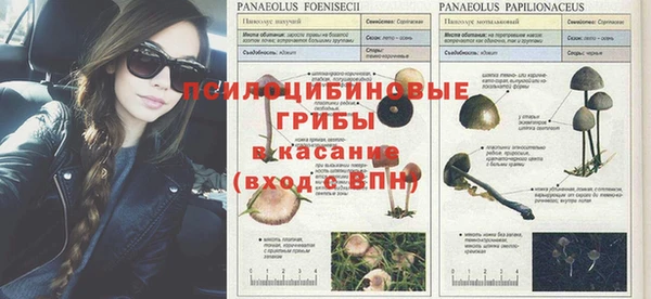 стафф Зеленокумск